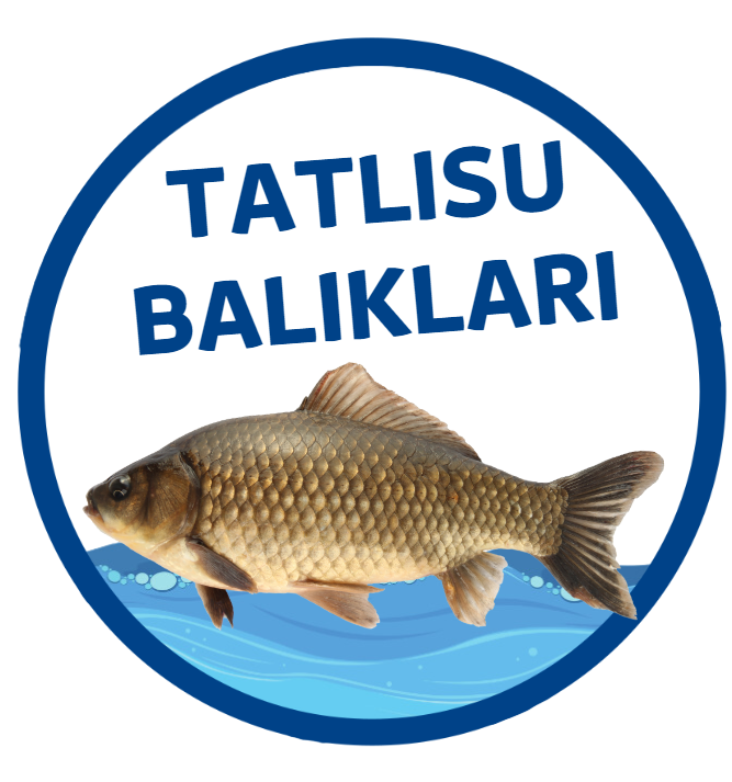 3.RESİM